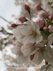 03-sakura.jpg